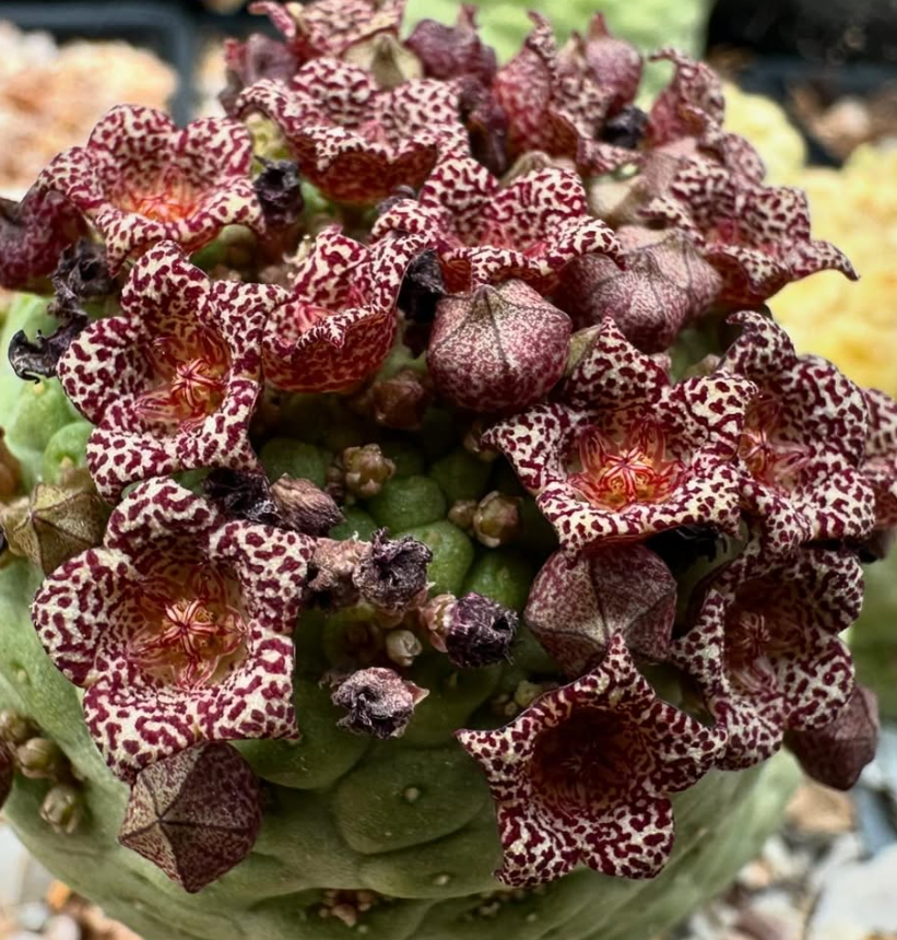 Larryleachia cactiformis 10 Pieces Seeds