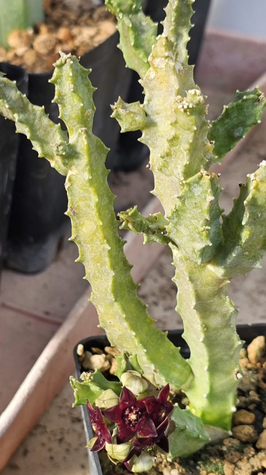 Caralluma shadhbana 5 Pieces Seeds