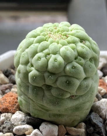 Lavrania cactiformis var. felinum 4 Pieces Seeds