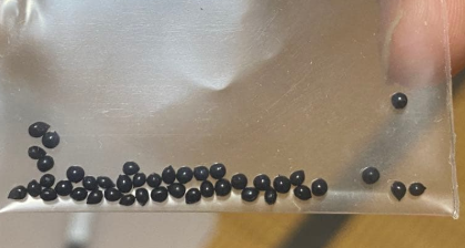 Massonia cirtina 7 Pieces Seeds