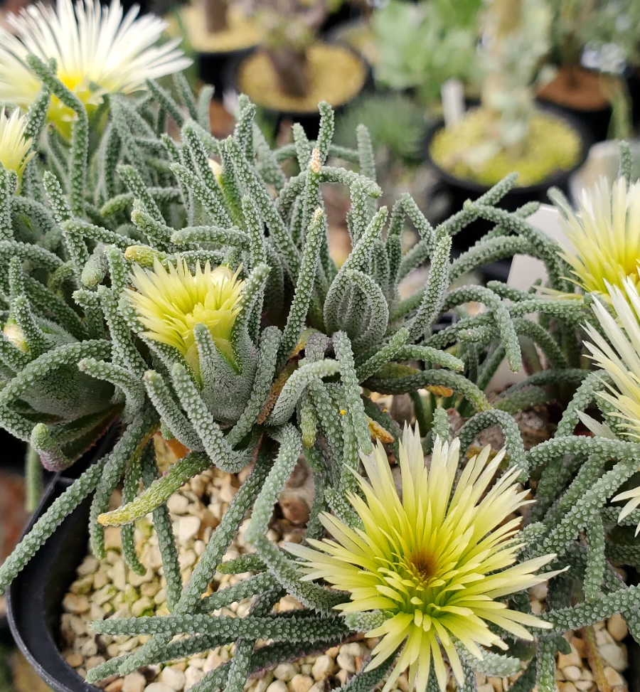 Mesembryanthemum resurgens 10 Pieces Seeds