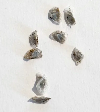 Aloe delicatifolia 20 Pieces Seeds