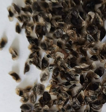 Aloe vera 'Dictyophora indicum' 20 Pieces Seeds