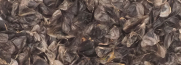 Aloe suzannae 20 Pieces Seeds