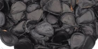 Agave pygmaea (Dragon toes) 10 Pieces Seeds