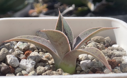 Mangave 'Lavender Lady' 10 Pieces Seeds