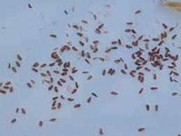 Echeveria elegans ' alba ' 10 Pieces Seeds