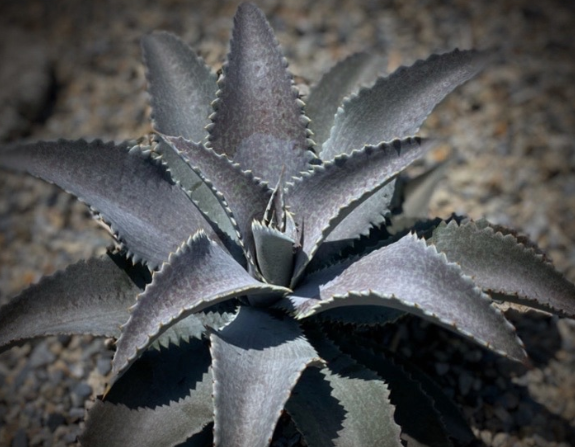 Mangave 'Silver Fox' 10 Pieces Seeds