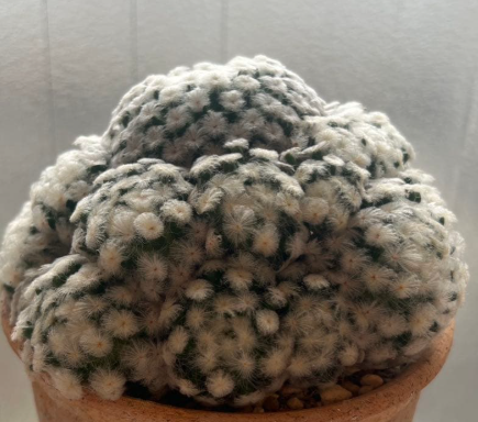 Mammillaria plumosa 15 Pieces Seeds