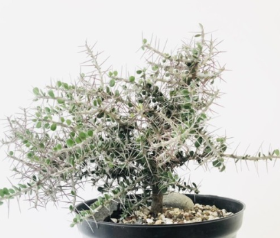 Alluaudia comosa 15 Pieces Seeds