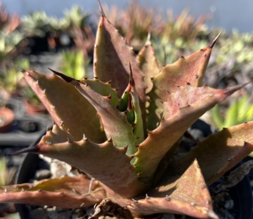 Mangave 'Catch a Wave' 10 Pieces Seeds