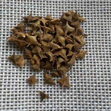 Boswellia rivae 10 Pieces Seeds