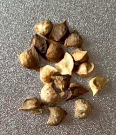Boswellia oropedionis 4 Pieces Seeds