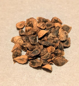 Boswellia asplenifolia 5 Pieces Seeds