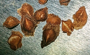 Boswellia socotrana 6 Pieces Seeds