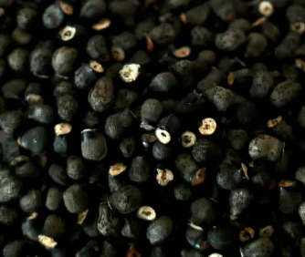 Thelocactus heterochromus 10 pieces Seeds