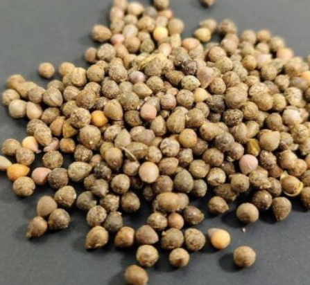 Euphorbia boiteaui 7 Pieces Seeds