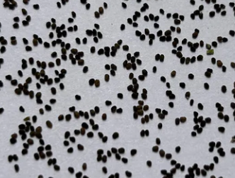 Eriosyce occulta 10 Pieces Seeds