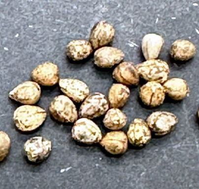 Euphorbia ferox 10 Pieces Seeds