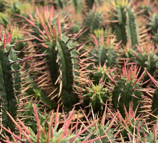 Euphorbia inconstantia 10 Pieces Seeds