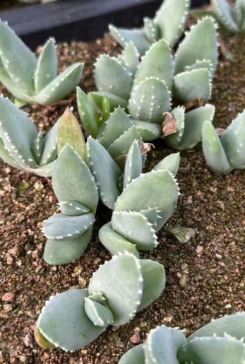 aloe vera ampoule KLAPP Skin Boost Aloe Vera Ampoules