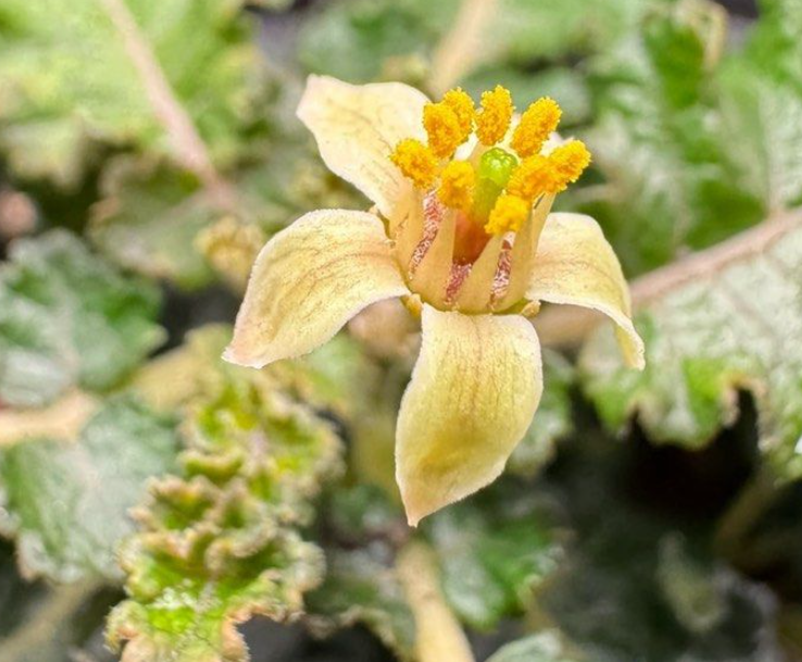 Boswellia Hesperia 3 Pieces Seeds – exotic-gardenkingdom.com