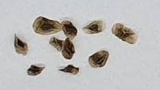 Aloe Juvenna 'Tiger Tooth Aloe' 10 Pieces Seeds