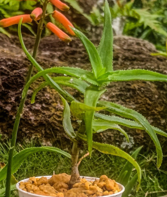 Aloe Ciliaris 15 Pieces Seeds