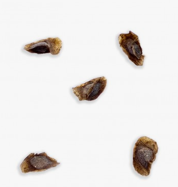 Aloe Plicatilis 12 Pieces Seeds