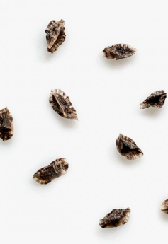 Aloe brevifolia var. depressa 10 Pieces Seeds