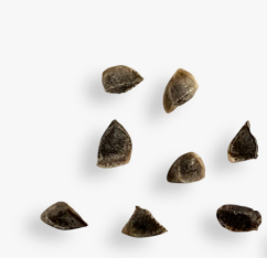 Aloe kamnelii 20 Pieces Seeds