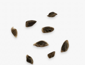 Aloe khamiesensis 15 Pieces Seeds