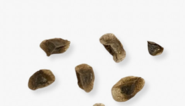 Aloe verdoorniae 15 Pieces Seeds