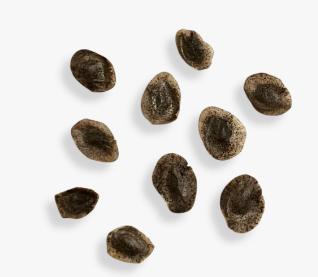 Aloe cryptopoda 15 Pieces Seeds