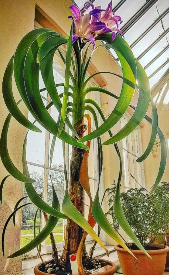 Worsleya procera 4 Pieces Seeds – exotic-gardenkingdom.com