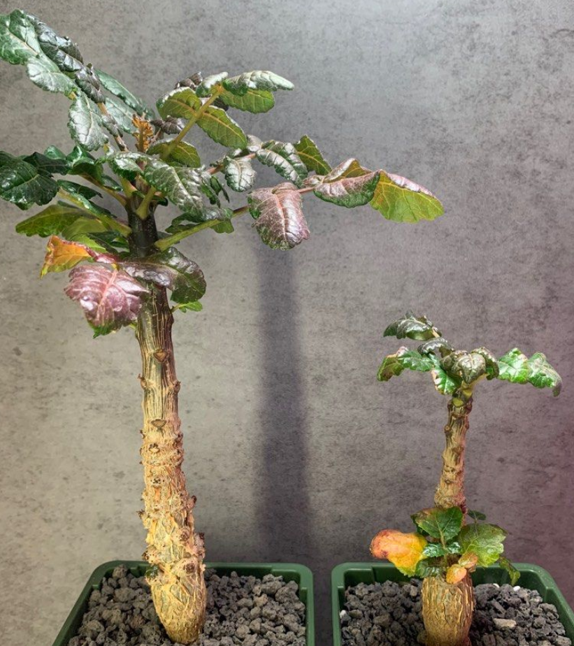 Boswellia ameero 6 Pieces Seeds – exotic-gardenkingdom.com