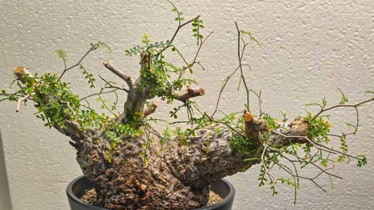 Operculicarya pachypus 10 Pieces Seeds – exotic-gardenkingdom.com