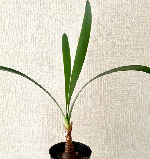 Cyrtanthus obliquus 4 Pieces Seeds