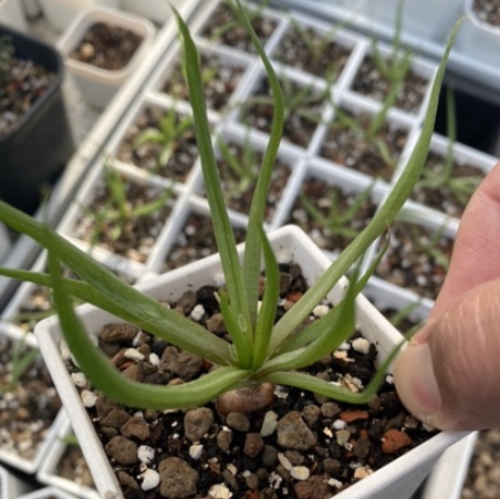 Bulbine margarethae 8 Pieces Seeds