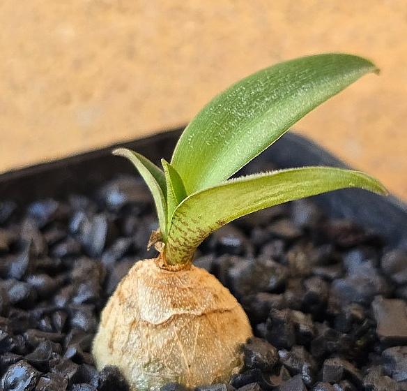 Ledebouria parvifolia 10 Pieces Seeds