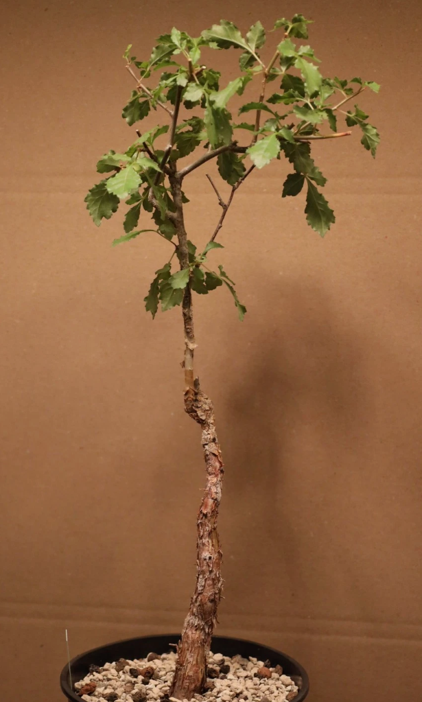 Commiphora sp. Mutha 5 Pieces Seeds