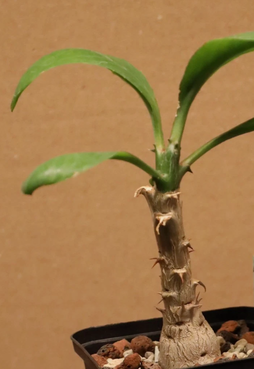 Monadenium spinescens 5 Pieces Seeds