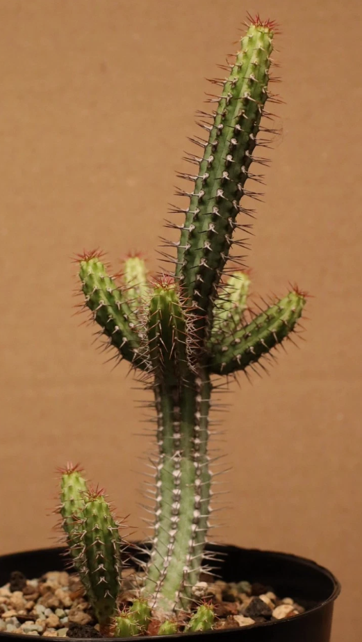 Euphorbia baioensis 7 Pieces Seeds