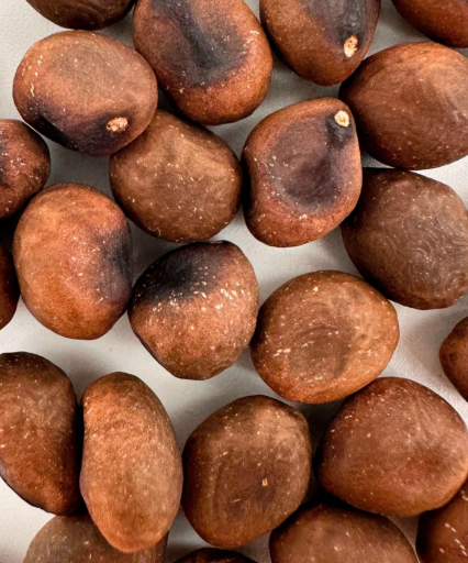 Pseudobombax ellipticum 5 Pieces Seeds