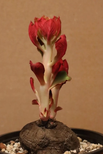 Monadenium globosum 5 Pieces Seeds