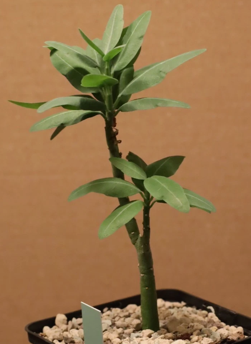 Adenia pechuelii 4 Pieces Seeds