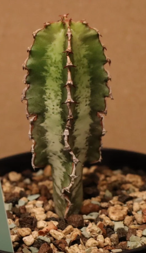 Euphorbia robecchii 10 Pieces Seeds