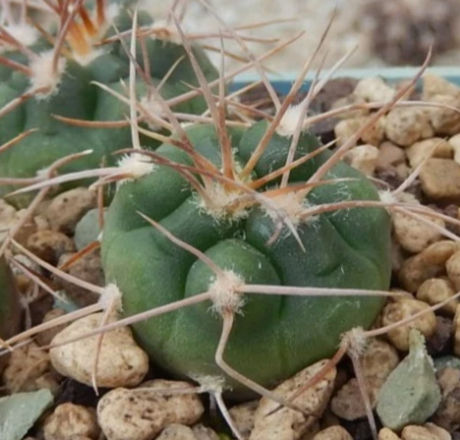 Gymnocalycium guanchinense 10 Pieces Seeds