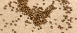 Gymnocalycium Baldianum 10 Pieces Seeds