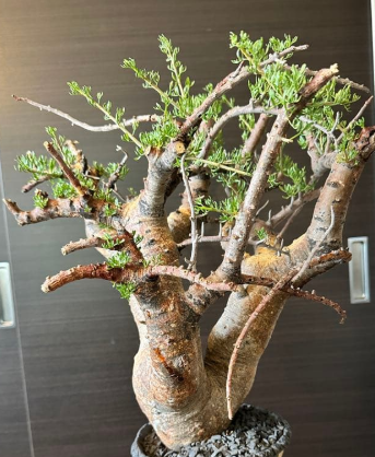 Commiphora cervifolia 10 Pieces Seeds – exotic-gardenkingdom.com